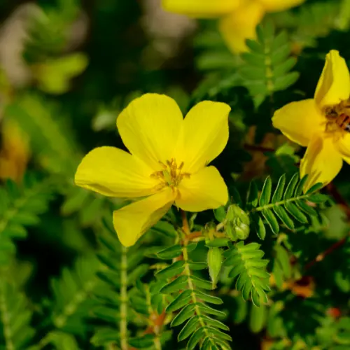 tribulus tribulus